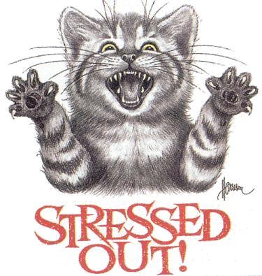 stressed-cat